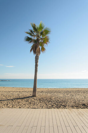 Beach with trees on the beach at Barcelona, ââSpain.の写真素材