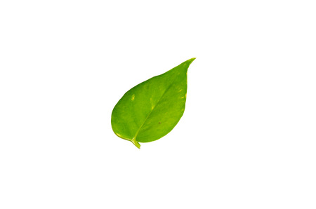 The green leaves isolated on white background.の写真素材