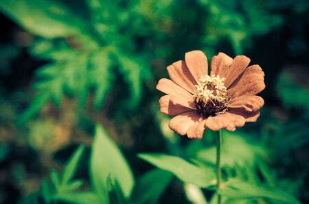 The Cosmos flower on the green background.の写真素材