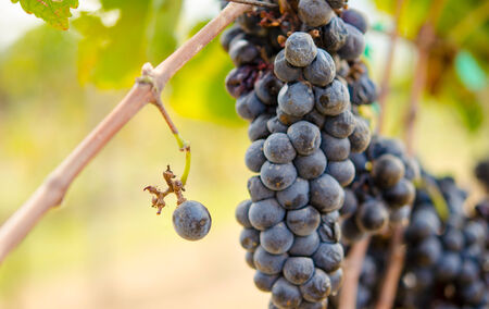Purple grapes on a farm used for making wine の写真素材
