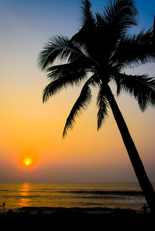 Palm trees on the beautiful sunset background.