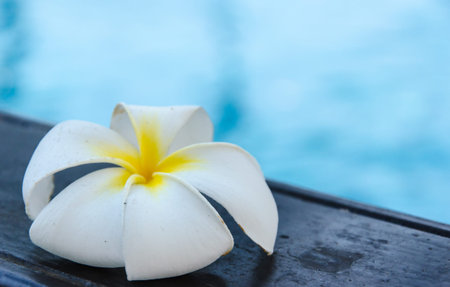White Plumeria flower placed beside the pool.の写真素材