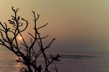 trees on the beautiful sunset background.