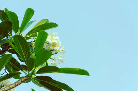 The Leelawadee or frangipani tree is vintage.の写真素材