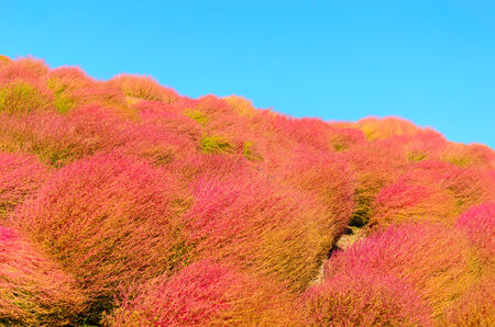 Kokia tree is a tree planted at Japan's Ibaraki Province.の写真素材