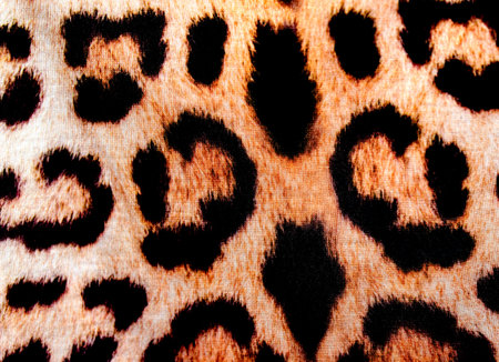 Modern stylish texture. The tiger cotton chintz.