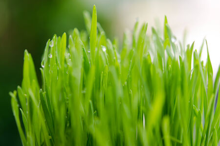 Fresh Wheat Grass for Juicingの写真素材