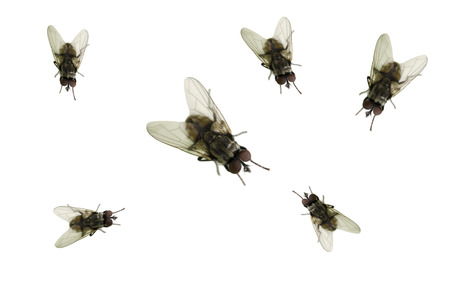 fly on the white backgroundの写真素材