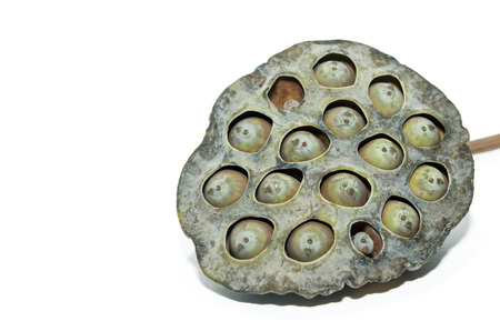 Waste lotus seed isolate on white backgroundの写真素材