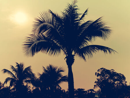 Palm trees on the beautiful sunset background.の写真素材