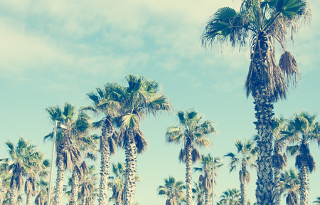 Palm trees on the beautiful sky background.の写真素材