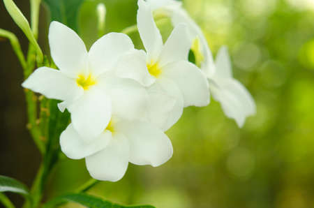 White phalaenopsis on green backgroundの写真素材