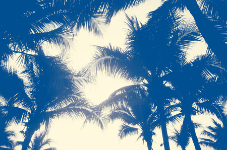 Palm trees on the beautiful sunset background.の写真素材