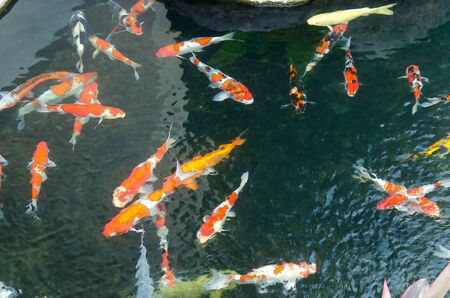 Koi fish,watercolor pictureの写真素材