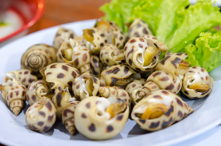 spotted babylon on the plateの写真素材