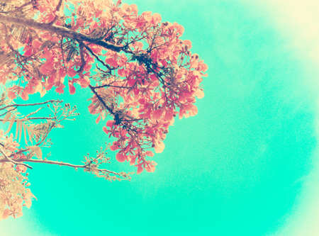 red flowers vintage on blue textured skyの写真素材