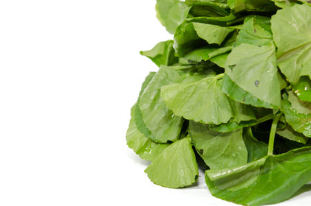 Centella asiatica vegetables isolated on the white background.