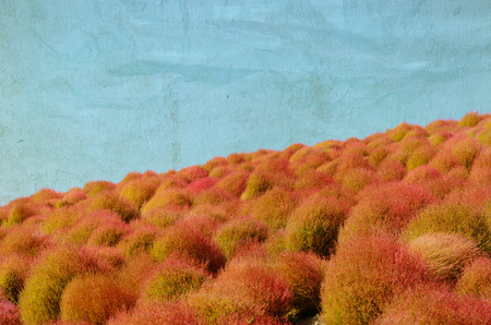 Kokia tree is a tree planted at Japan's Ibaraki Province. grunge background. vintageの写真素材