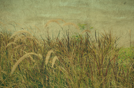 Vintage dandelion with blue sky background.grunge background.の写真素材