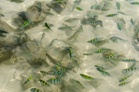 Beautiful fish in underwater at phuket thailand.の写真素材