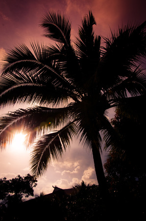 Palm trees on the beautiful sunset background.の写真素材