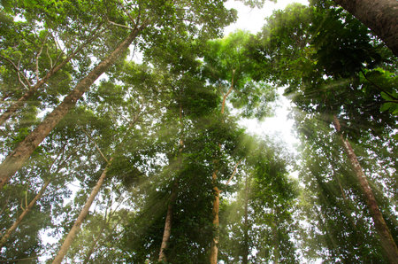 forest trees. nature green wood sunlight backgrounds.