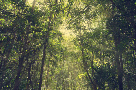 forest and trees vintage at sunrise