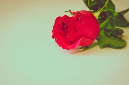 Beautiful Roses.Vintage Styled.の写真素材