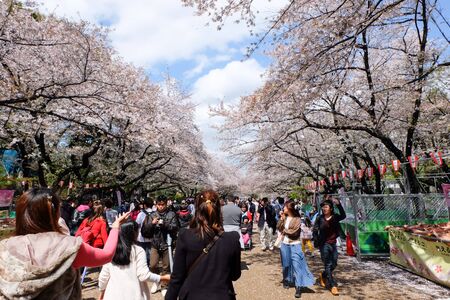 TOKYO, JAPAN - APRIL 4, 2014: Visitors enjoy cherry blossom on April 4, 2014 in Ueno Park. Ueno Park is visited by up to 2 million people for annual Sakura Festival.のeditorial素材