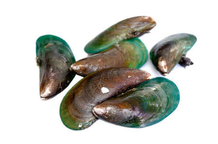 Green mussel isolated on the white.の写真素材