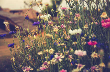 Vintage flowers . vintage effect style picturesの写真素材