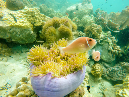 Underwater fish swim on coral reef