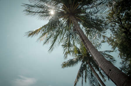 Palm trees at tropical coast, vintage toned and film stylizedの写真素材