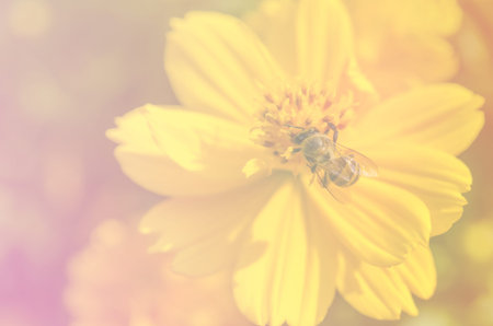 Close up macro beautiful light yellow flower