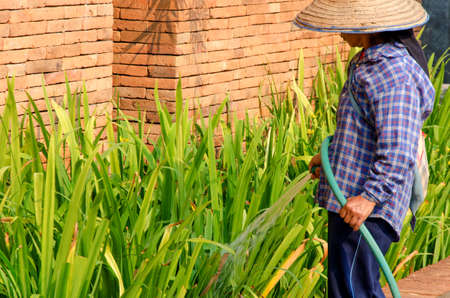 Watering flowers in the gardenの写真素材