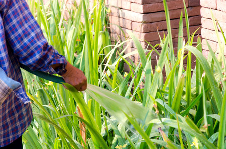 Watering flowers in the garden