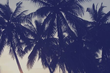 Silhouette palm tree on the beach with sunset.style vintageの写真素材