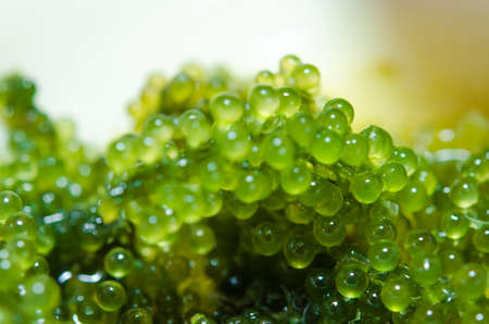 Seaweed ,  Oval sea grapes seaweed. Healthy Food.の写真素材
