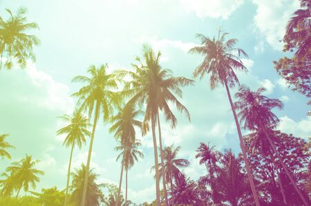 coconut tree at tropical coast,made with Vintage Tones,Warm tonesの写真素材