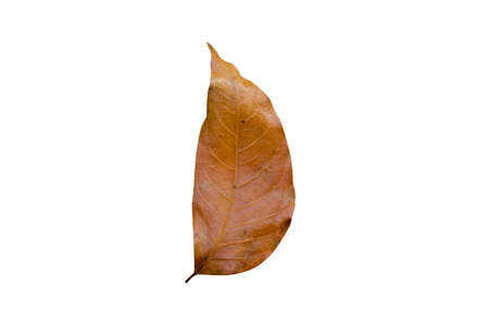 Dry leaf isolated on the white.の写真素材