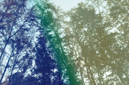 Vintage Pine Tree.vintage tone colorの写真素材
