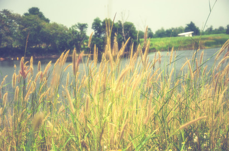 Flowers grass blurred background vintage.の写真素材