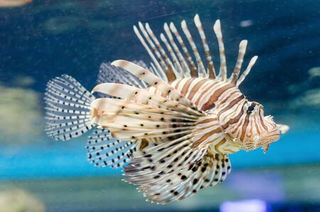 Lion fish in the blue water. Selective focus.の写真素材