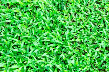 Green grass. natural background texture.の写真素材