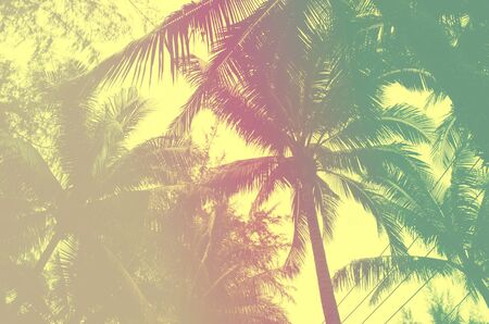 tropical coconut palm trees at summer,Vintage tonedの写真素材