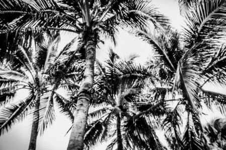 beautiful palms coconut tree on white backgroundの写真素材