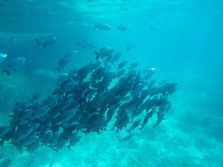 Fish under the sea similan thailand.