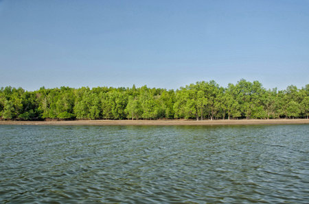 Beautiful blue sky and tropical mangrove forest at Krabi,Thailand.
