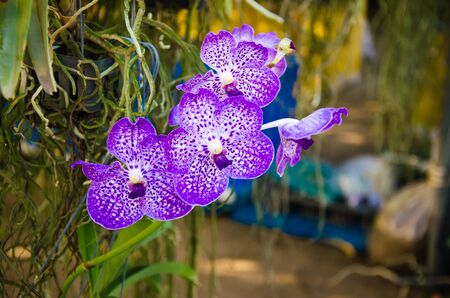purple orchid flowers  in a gardenの写真素材