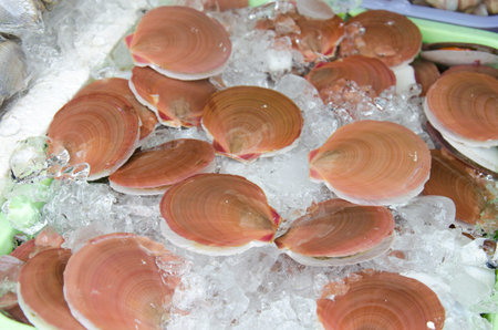 Fresh Scallops sold in the market. thailand